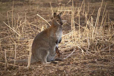 Wallaby pantano (Wallabia bicolor), también conocido como el wallaby negro. Fauna silvestre
.
