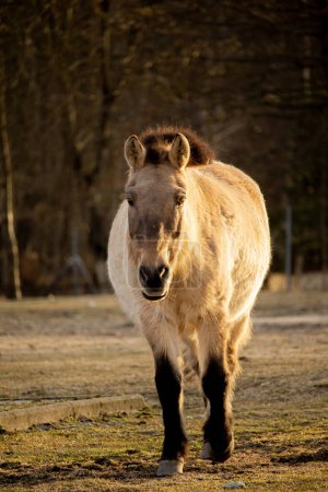Przewalskis oder ungarisches Pferd ist eine seltene und vom Aussterben bedrohte Unterart des Wildpferdes. Auch bekannt als asiatisches Wildpferd und mongolisches Wildpferd. Kopf aus nächster Nähe.