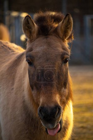Przewalski's or Dzungarian horse, is a rare and endangered subspecies of wild horse. Also know as Asian wild horse and Mongolian wild horse. Head close up image.
