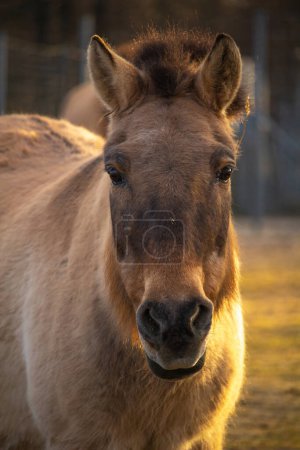 Przewalski horse or Dzungarian horse at zoo. Przewalski horse is a rare and endangered subspecies of wild horse.