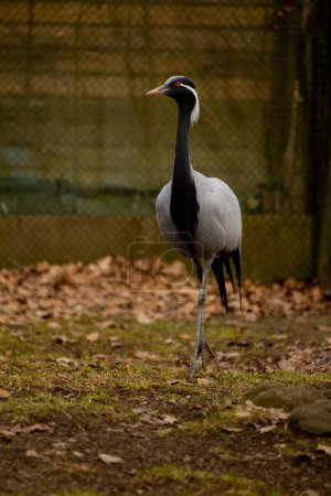 Demoiselle crane (anthropoides virgo), auch als Blauer Kranich bekannt.