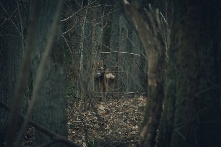 Lonely Male Roe Deer (Capreolus capreolus) between trees in the forest. Animal in a natural habitat.