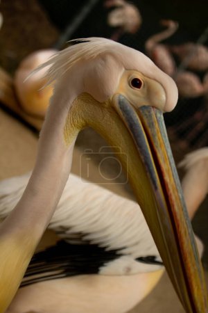 The great white pelican (Pelecanus onocrotalus) also known as the eastern white pelican, rosy pelican