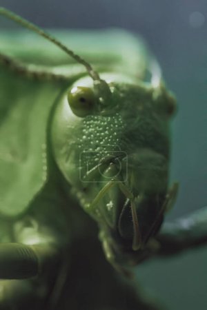 Téléchargez les photos : Fond abstrait grande sauterelle verte - extrêmement proche - en image libre de droit