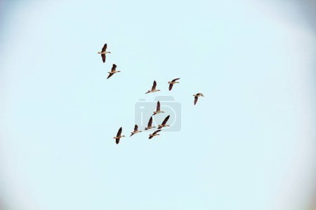 bandada voladora de ganso de Greylag (Anser anser), migración de aves