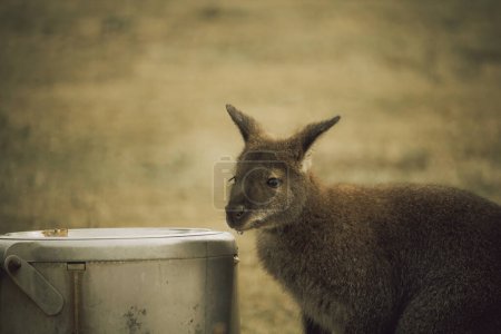 Wallaby de cuello rojo (Macropus rufogriseus) acaba de beber un poco de agua
