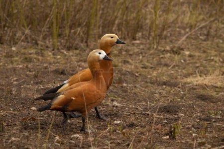 Breeding season male and female Red ducks, Ruddy Shelduck, known as the Brahminy Duck