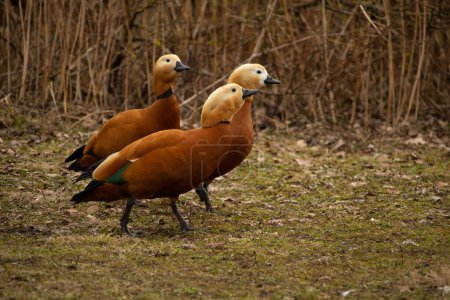 Brutzeit Männchen und Weibchen Rote Enten, Ruddy Shelduck, bekannt als Brahminy Duck