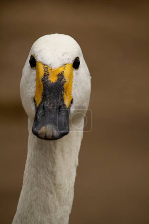 Bewicks or Tundra Swan - Cygnus bewickii Close-up of head