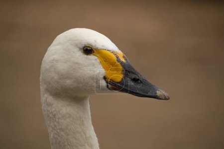 Bewicks or Tundra Swan - Cygnus bewickii Close-up of head with bill