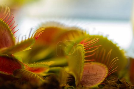 Photo for Dionaea muscipula , known as flytrap, in closeup. - Royalty Free Image