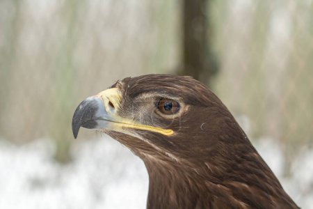 The steppe eagle (Aquila nipalensis) up to close. Steppe eagle portrait.