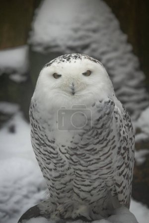 The Snowy Owl, Bubo scandiacus is a large, white owl of the typical owl family.