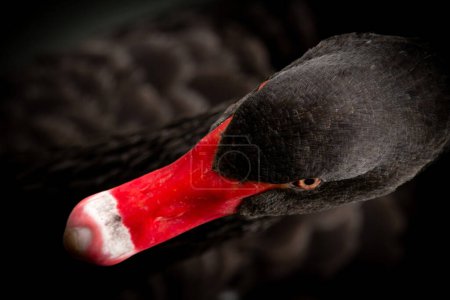 Close-up shot of a black swan. Portrait of a graceful bird. Black feathers and red beak.