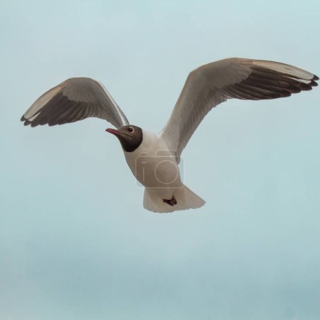 A Black headed gull (Chroicocephalus ridibundus) flying blue scy
