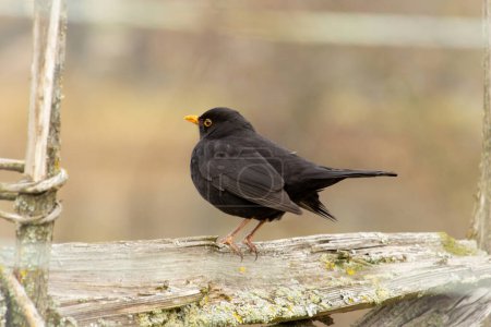blackbird perched on an old fenceblurred background