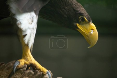 Close-up of yellow legs of a Stellers sea eagle. Sharp nails grab into a stump. Dangerous claws. 