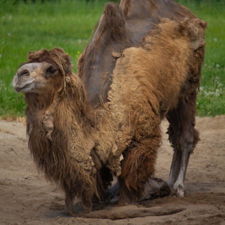The Bactrian camel (Camelus bactrianus), also known as the Mongolian camel or domestic Bactrian camel, is a large even-toed ungulate native to the steppes of Central Asia
