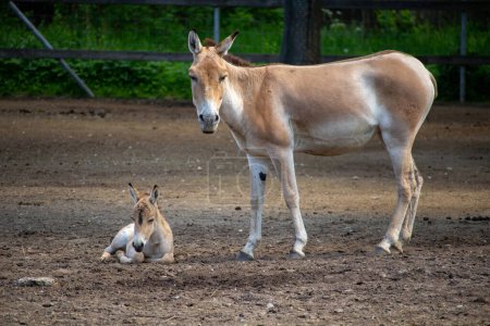 türkischer Kulan (equus hemionus kulan), auch bekannt als transkaspischer Wildesel. Wildtier.