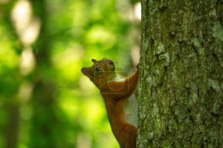 Eichhörnchen auf Baum. Nahaufnahme eines niedlichen grauen und roten Eichhörnchens, das Nüsse frisst (Sciurus vulgaris). Neugieriges Eichhörnchen mit großen Ohren und schöner Wolle im Wald oder Park. Porträt eines wilden roten Eichhörnchens auf einem Baumstamm.