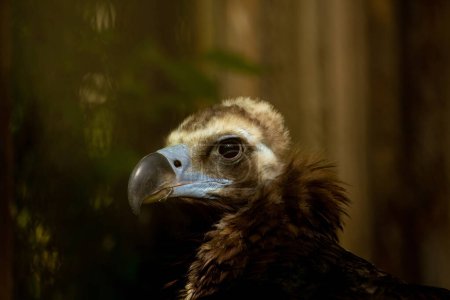Cinereus Vulture, European Black vulture head portrait