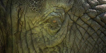 Close up of the sad eye of a female African elephant