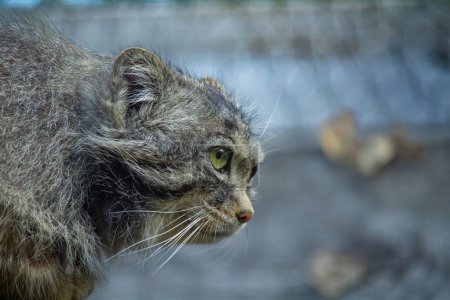 Pallas cat (Otocolobus manul). Manul is living in the grasslands and montane steppes of Central Asia.