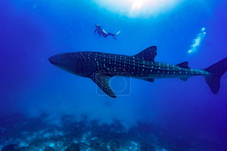 Photo for A diver swimming longside a whaleshark outside the island of Maamigili in the Maldives - Royalty Free Image