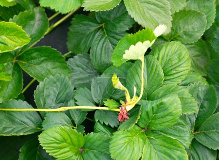 Photo for Young strawberry seedling with roots, new plantlet on a green foliage texture strawberry bushes. Green leaves garden strawberry background. Strawberry garden, top view, close-up. Gardening concept - Royalty Free Image