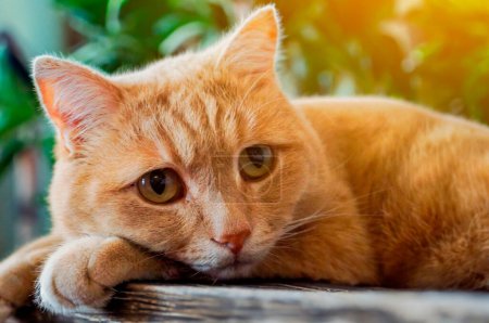 Foto de Retrato de un gato rojo triste sobre un fondo de plantas. Cerca de gato lindo solitario se encuentra en un banco en el jardín al aire libre. Concepto de animales abandonados. - Imagen libre de derechos