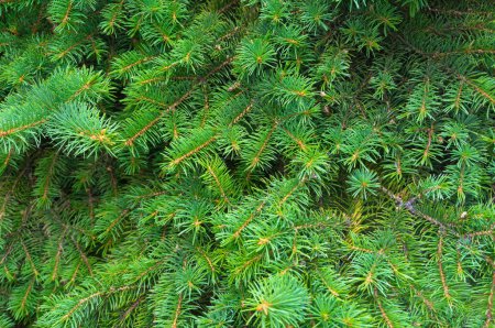 Photo for Background of Christmas tree branches. Christmas green spruce tree texture. Close up fluffy fir tree branches for a Christmas card. New Year concept. - Royalty Free Image