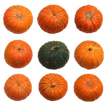 Photo for Fresh autumn colorful pumpkins set isolated on white background oncept Halloween celebration background, fall harvest, minimalism holiday decoration template. Top view, flat lay - Royalty Free Image