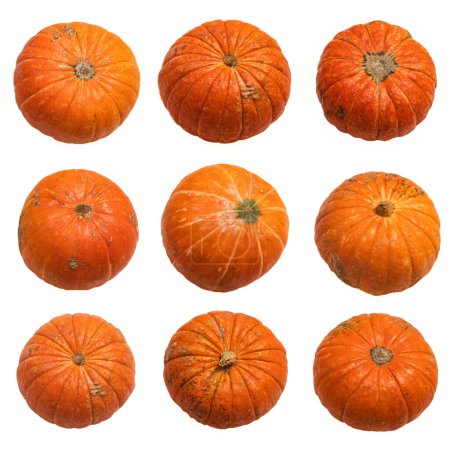 Photo for Fresh autumn colorful pumpkins set isolated on white background oncept Halloween celebration background, fall harvest, minimalism holiday decoration template. Top view, flat lay - Royalty Free Image