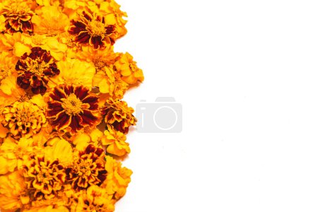 Photo for Marigold yellow flowers isolated on white background. Concept Diwali Festival, Day of the Dead Mexican Festival, Chinese mid autumn festival, holiday template. Top view, flat lay, copy space - Royalty Free Image