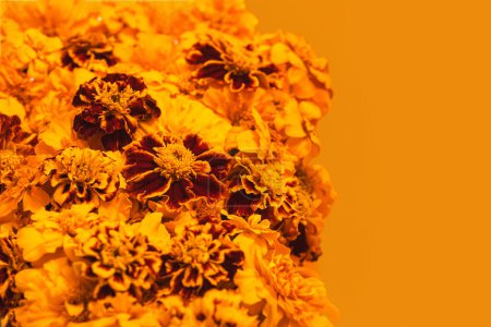 Photo for Marigold yellow flowers isolated on orange background. Concept Diwali Festival, Day of the Dead Mexican Festival, Chinese mid autumn festival, holiday template. Top view, flat lay, copy space - Royalty Free Image