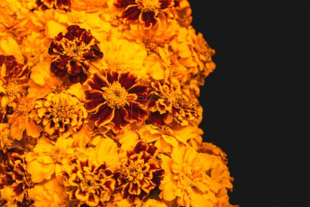 Photo for Marigold yellow flowers isolated on black background. Concept Diwali Festival, Day of the Dead Mexican Festival, Chinese mid autumn festival, holiday template. Top view, flat lay, copy space - Royalty Free Image