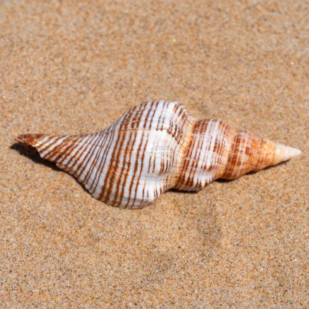 Photo for Seashell on fine beach sand background in summer sun. Clean sand beach grain, natural textured. Concept recreation, tourism, vacation, relax, beach holiday, travel design, close up, top view - Royalty Free Image