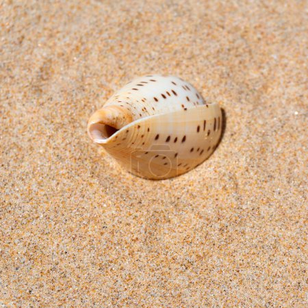 Photo for Seashell on fine beach sand background in summer sun. Clean sand beach grain, natural textured. Concept recreation, tourism, vacation, relax, beach holiday, travel design, close up, top view - Royalty Free Image