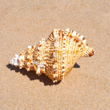 Téléchargez les photos : Coquille sur fond de sable fin de la plage au soleil d'été. Grain de plage de sable propre, texture naturelle. Concept loisirs, tourisme, vacances, détente, vacances à la plage, design de voyage, gros plan, vue sur le dessus - en image libre de droit