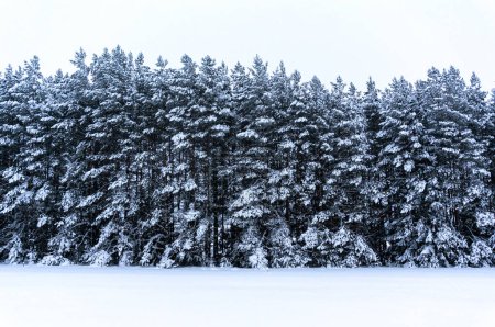 Foto de Árboles de Navidad cubiertos de nieve - Imagen libre de derechos