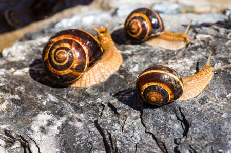 Téléchargez les photos : Escargots sur une pierre - en image libre de droit