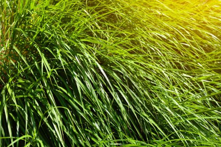 Photo for Sunny green grass background - Royalty Free Image