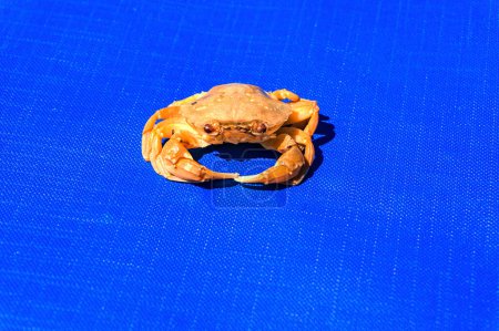 Téléchargez les photos : Faune crabe de mer sur fond bleu - en image libre de droit