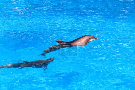Photo for Dolphins in the water - Royalty Free Image