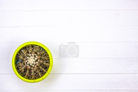 Foto de Planta de cactus expuesta en una mesa de madera rústica blanca, creando una elegante composición plana - Imagen libre de derechos
