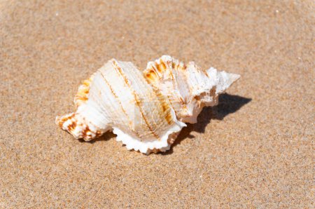 Foto de Concha de mar descansando sobre arena dorada - Imagen libre de derechos