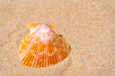 Téléchargez les photos : Coquillage reposant sur du sable doré - en image libre de droit