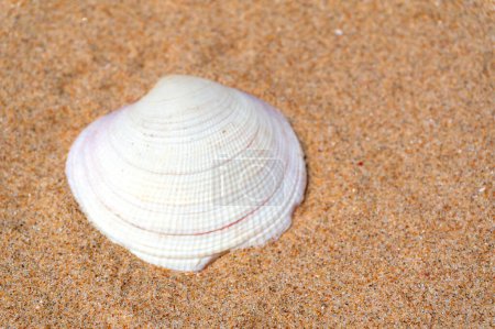 Photo for Seashell resting on golden sand - Royalty Free Image