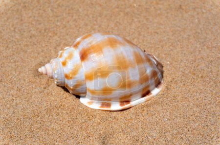 Téléchargez les photos : Coquillage reposant sur du sable doré - en image libre de droit