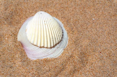 Photo for Seashell resting on golden sand - Royalty Free Image